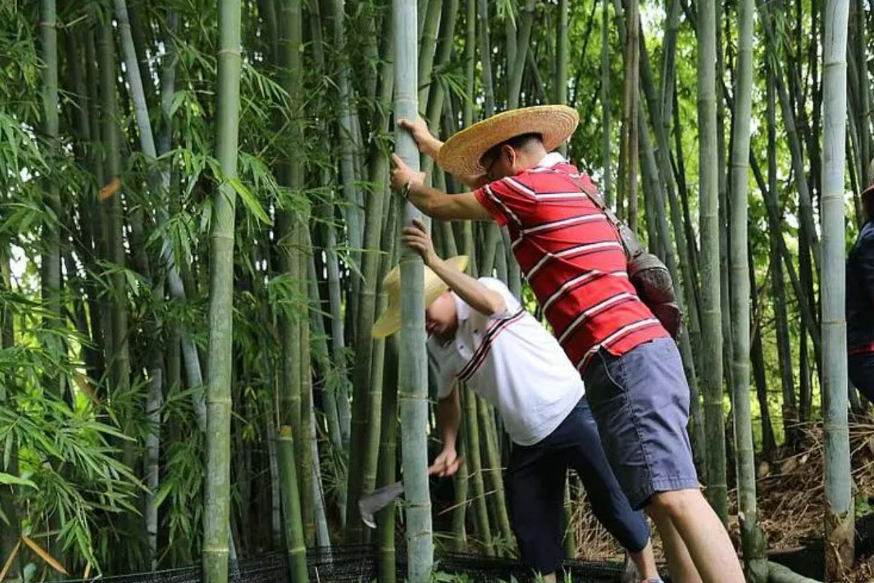 bamboo